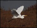 _2SB9502-1 great egret